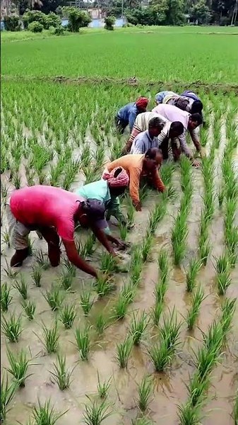 Manual Weeding After Paddy Planting 🌾# #agriculture #farming