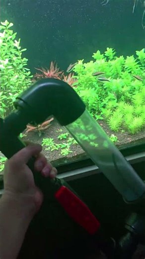 Co2 Reactor vs Inline Diffuser #aquascape #aquascapegallery #aquarium #fishtank #angelfish