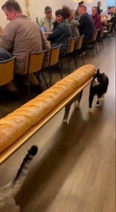 I think my baguette is broken..🥖🙀 #cat #baguette #funnycats #memes #shorts #viral #cutecat #fyp