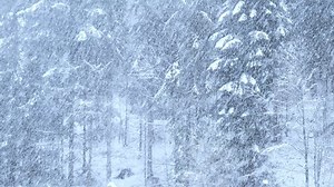Blizzard - Heavy Snow Storm detail in 4K VIDEO. Wild falling snowflakes in the wind. Low depth of field and blurred pine trees in the background. Close-up.