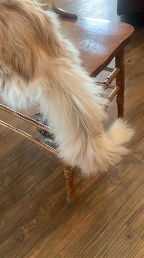 The whole mystique with this Maine Coon breed is a real thing. They are unlike any cat i have ever owned… They are regal, serene, with luscious hair coats. He’s 9 months old…and we are so grateful he is ours… #ChiliTheMaineCoon | Anna Schwartz Weaver