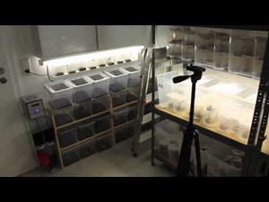 Insecthaus - Breeding room - Adrian Kozakiewicz