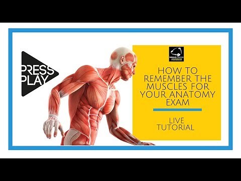 How to Remember the Muscles for Your Anatomy Exam