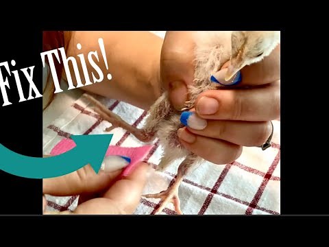 Helping an Injured Chicken's Splay Leg