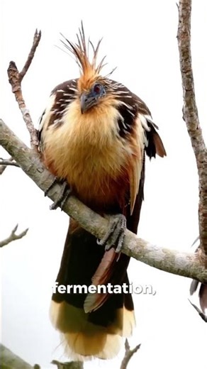The Only Bird That Smells Like a Cow