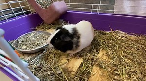 1.1K views · 24 reactions | Everyone knows the Beaver County Humane Society has adoptable dogs and cats, but if you are looking for something different take a Virtual Walk through our shelter to see our other animals. | Beaver County Humane Society | Facebook