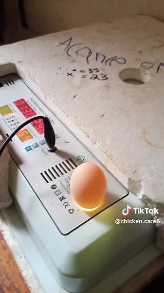 Essential Steps for Egg Incubation Preparation