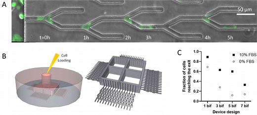 Microfluidic devices for precise measurements of cell directionality reveal a role for glutamine during cell migration - Scientific Reports