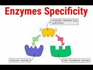 Specificity of Enzymes ; Introduction, Definition, Types, Factors, Biological significance