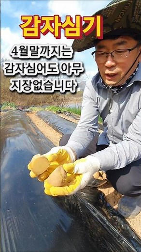 Easy and Fast Potato Planting #WhenToPlantPotatoes