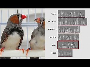 Bird songs provide insight into how developing brain forms memories