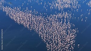 Mesmerizing 4K drone footage capturing a large flock of flamingos gracefully wading in serene blue waters. A breathtaking wildlife spectacle.