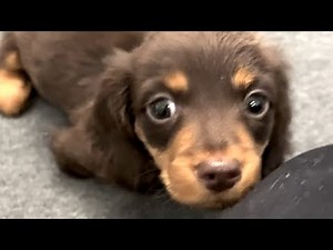 Pup that couldn't walk is so happy to be rescued