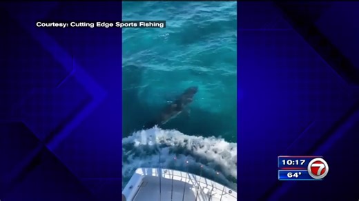 South Florida fishermen encounter great white shark off Key Biscayne - WSVN 7News | Miami News, Weather, Sports | Fort Lauderdale