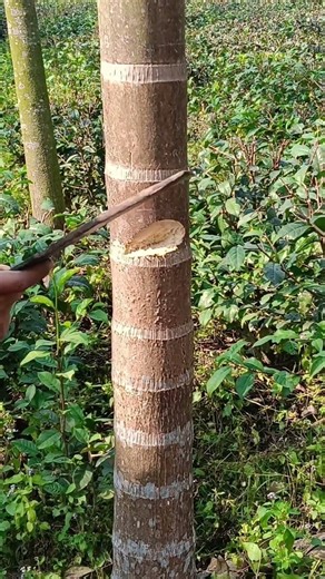 Don't do this to betel nut trees. #betelnut #garden #agriculture #agritech #farming #short #shorts.