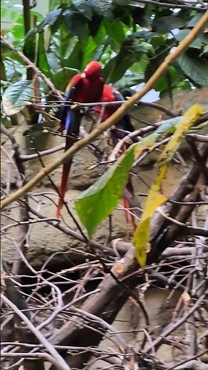 Macaw Couple Form a Lifelong Relationship | Macaw Parrots