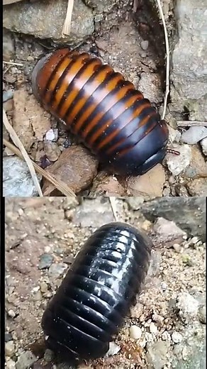 roly poly insect