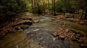 Turn your sound on and enjoy. Who would rather be enjoying nature and a mountain stream like this one today? | West Virginia Division of Natural Resources