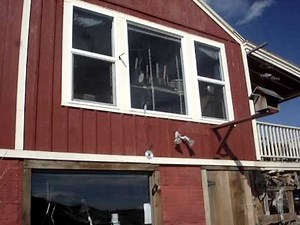 How To Stop Bluebirds Beating Against Windows