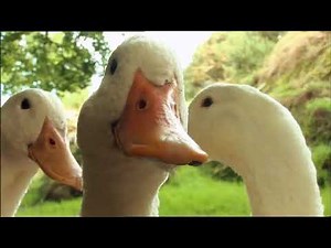 Mist: Sheepdog Tales! - Dried Ducks