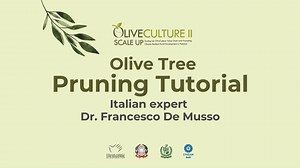 1.6K views · 27 reactions | Learn the art of olive tree pruning with...
