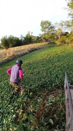 VS5035, Small tractor KubotaZT140 Walking tractor #shorts