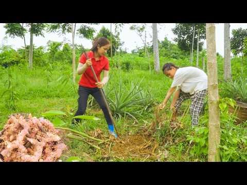 Galangal Harvest Day | Selling Fresh Galangal & Delicious Cooking Recipes | Hana Daily Life 686