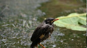 Baby Indian Myna Birds. Its other names Common myna and mynah. This is a bird of the starling family Sturnidae. This is a group of passerine birds which are native to southern Asia, especially India.