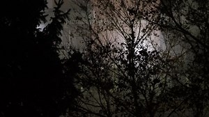 Download dark gloomy forest shaky handheld camera personal pov for free