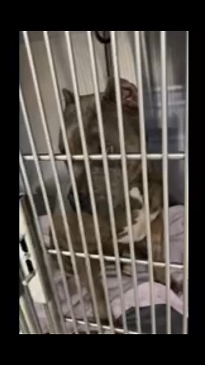 Happy pupdate on stabbed baby girl named Jelly Bean 🩷 Our sweet girl from the Modesto shelter. The one who was stabbed deliberately is finally out of the woods! She’s as loving and gentle as can be, and we’ve named her Jelly Bean. We had to wait until she was cleared to be released because her blood count was dangerously low from all the bleeding. Thankfully, there were no signs of internal injuries. After a blood transfusion, her vitals improved, and she started feeling so much better! Today, 