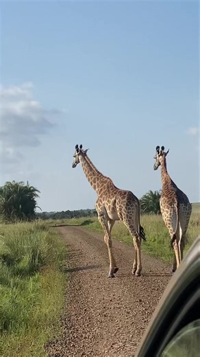 Good morning ☀️ #StLucia#SouthAfrica #Elephantcoastguesthouse www.elephantcoastguesthouse.com — in Saint Lucia, Kwazulu-Natal, South Africa. | Elephant Coast Guesthouse