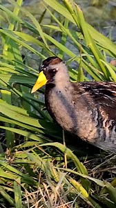 This jittery bird can be found in shallow marshes. A Sora is a rail with a bright yellow bill like a candy corn. They scoop up seeds and aquatic invertebrates in shallow marshes and make a whinny type call. Discover bird watching tips and places to go on our website at Missouri Birding Trail. 🎥Mike Blair #tuesdaytweet #mdcdiscovernature | Missouri Dept. of Conservation