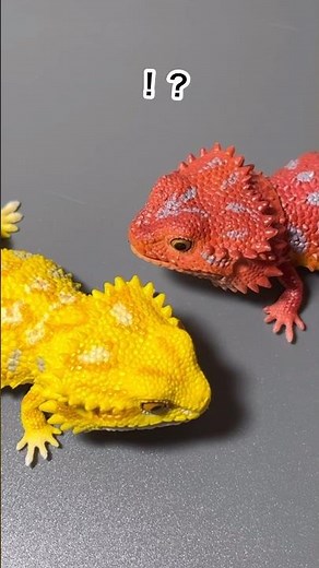 【ガチャガチャ】生き物大図鑑 アルマジロトカゲとフトアゴヒゲトカゲ回してみた！ #ガチャガチャ #いきもの大図鑑 #フトアゴヒゲトカゲ #shorts