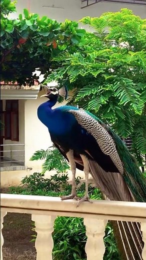 Majestic Peacock Call Caught From 1m Distance | Real Wildlife Sound | #shorts #birds #peacock