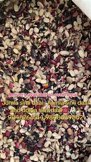 #jumla simi ko daal , humla ko simiko daal and dolpako simi ko daal☎️☎️☎️call 9848766514,9848839802 marsi orgnic#seabuckthorn #