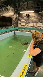 ✨ See our sea turtle patients on the move! While it might look like a simple tank transfer, there's a lot of thought that goes into where each turtle lives. We consider their size, how well they're eating, and their general health to ensure they're in the best environment for recovery. Sometimes, a move even helps a shy eater get their appetite back! We also keep the public experience in mind, aiming to have as many of our amazing patients visible as possible. 🥳 Ready for a little game? How man