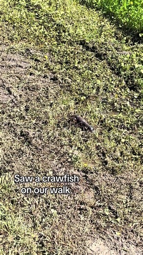 Funny Commentary on Crawfish Season Walks