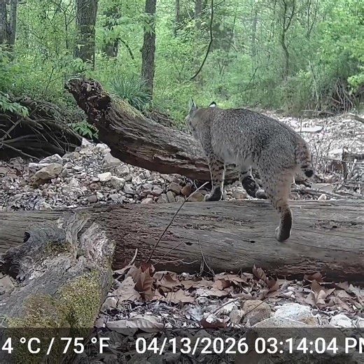 Wild Encounter with Bucks, Coyotes, and Bobcats on Trail Cams!