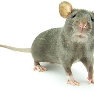 RhymeSlayers - Twitch