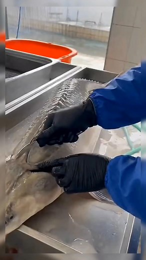 1.5M views · 3.7K reactions | Fresh Caviar #aquarium #fish #caviar #predator | Injak..sk | Facebook