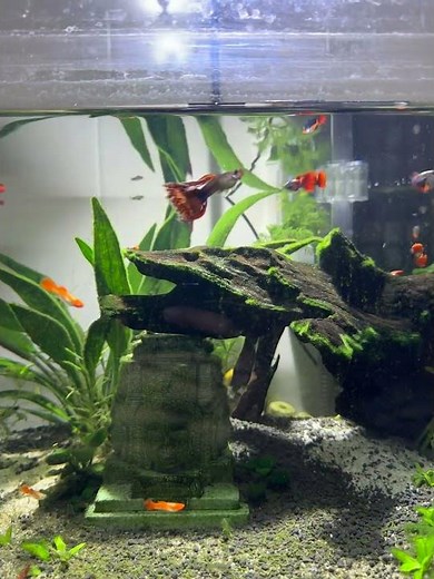 This Aquarium Changed In 24 Hours!