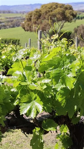 Psst… a little elf just whispered some very big news in our ear… Apparently something exciting is coming 👀 12 days of GIVEAWAYS are coming your way! 🎁✨ So keep those phones close, notifications on, and your festive spirit ready, you don’t want to miss out on this! 🎄💛 | Travel Auctions