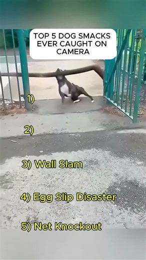 Top 5 Dogs That Got SMACKED So Hard You’ll Cry Laughing 😂💥 #ytshorts #funny #hilariousfails