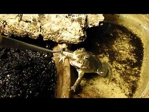 Ochsenfrosch springt nach Heuschrecke (Bullfrog jumps for locust)