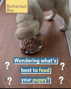 At Butternut Box, we make fresh and healthy meals that are pawfect for puppies. Each of our gently cooked recipes have been developed to make sure your puppy gets all they need to grow happy and healthy, made using human-quality ingredients that are easy to digest. Visit Butternutbox.com/pawfectpuppy25 and get 25% off your first two boxes. | Butternut Box