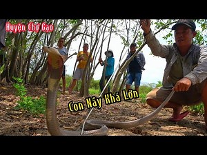 Conquering a Extremely Venomous Snake in Cho Gao District | Muoi Thuong SB