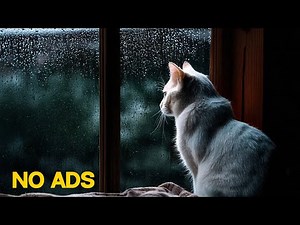 Cat Purring And Rain With Dimmed Screen | Cat Purring ASMR & Rain for Sleep | 10 Hours |