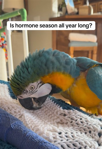 Understanding Hormone Season in Birds
