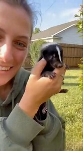 Cutest skunk turned into my worst nightmare #shorts #nature #unexpected