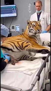 Doctor helps tiger give birth 🐅 #Tiger #dog #Amazing | Nai Ren